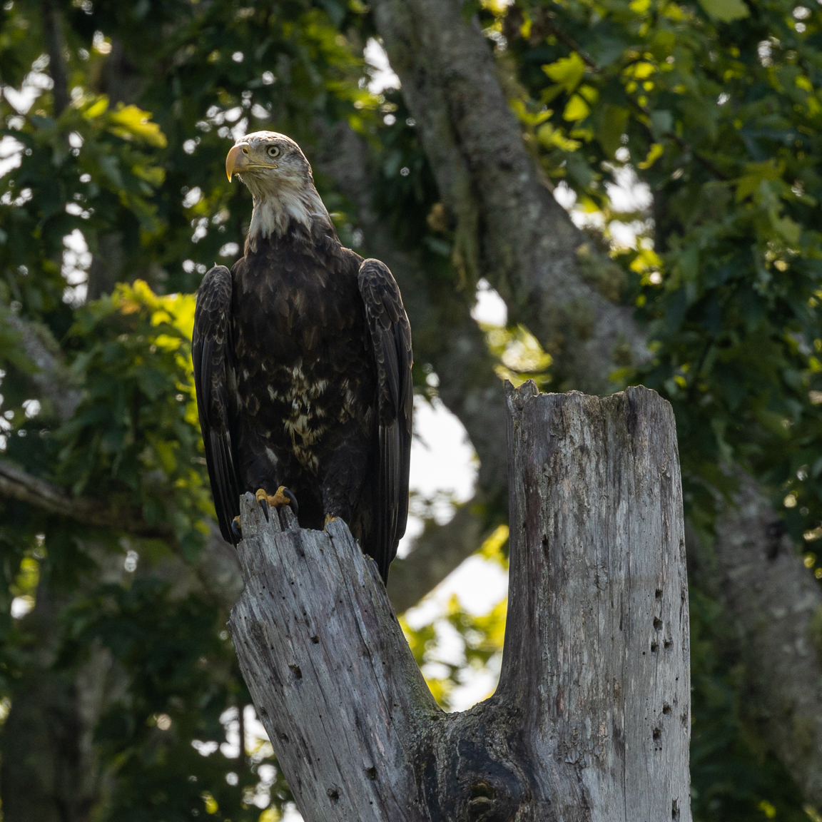 A bald eagle along the Nerepis River