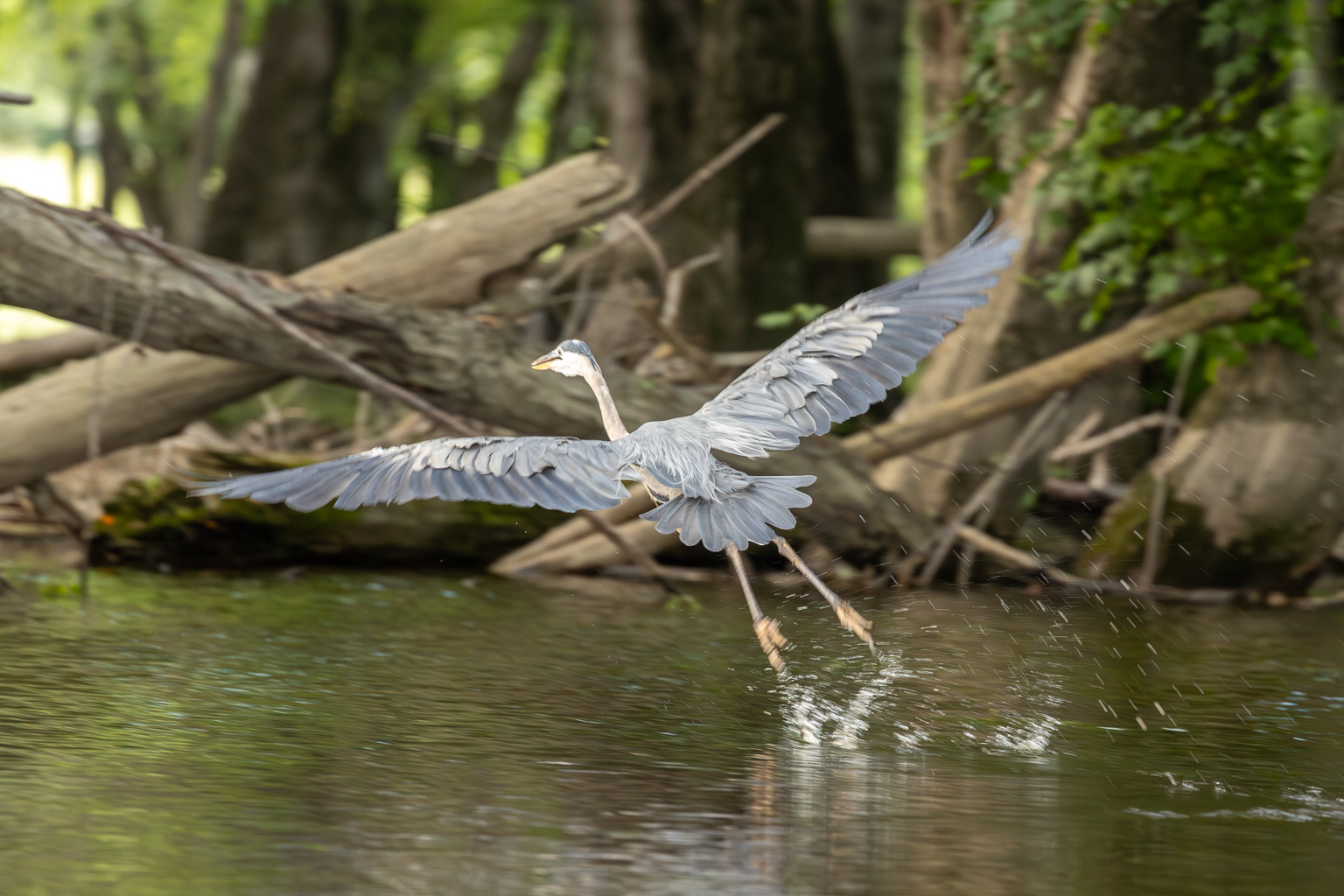 A Great Blue Heron flying away from us at Thatch Island