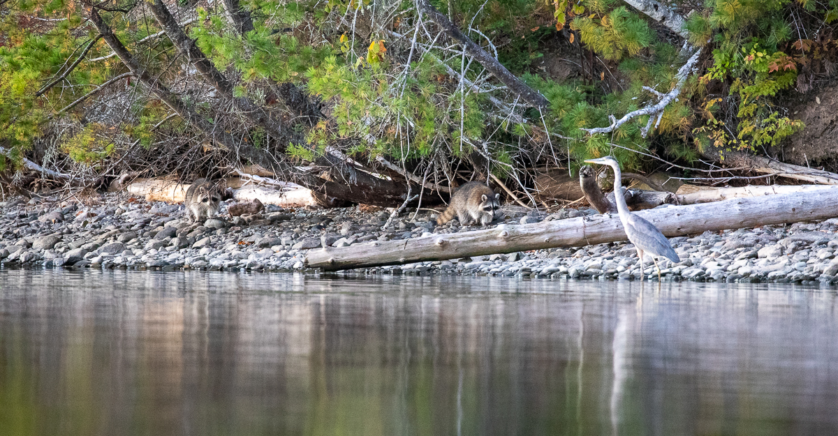 Two raccoons and a Great Blue Heron along the shore