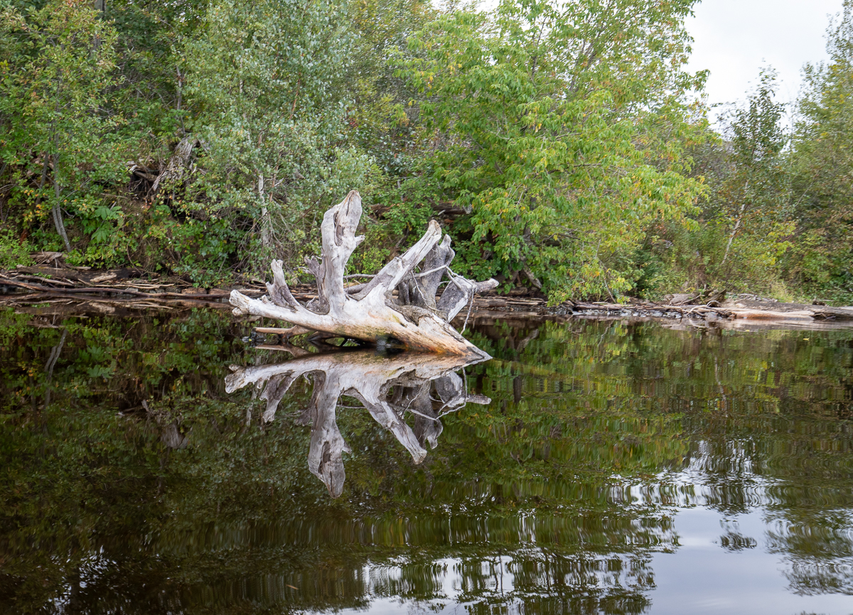 A large stump in the water in the St. John (Wolostoq) River