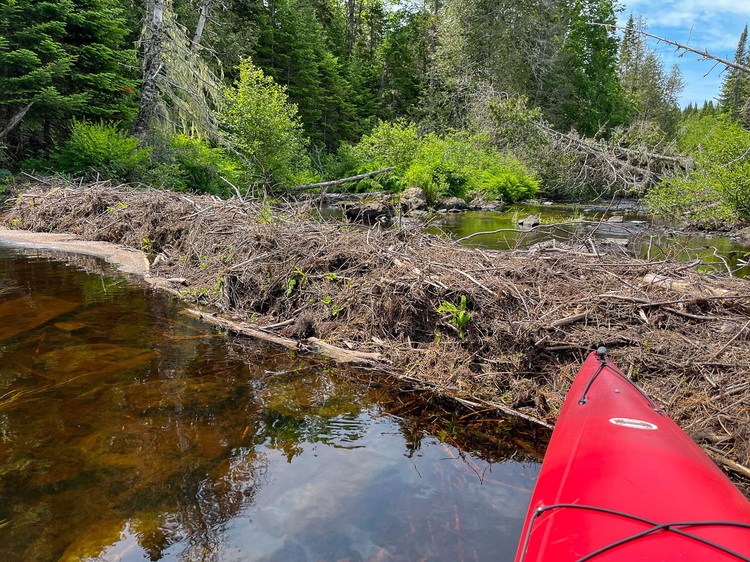 A beaver dam on East Branch Nackawic Stream