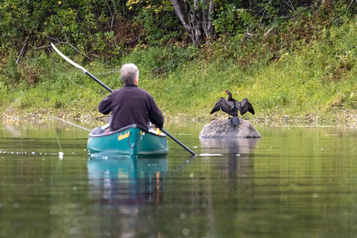 A fisherman and a cormorant in the Nashwaak River