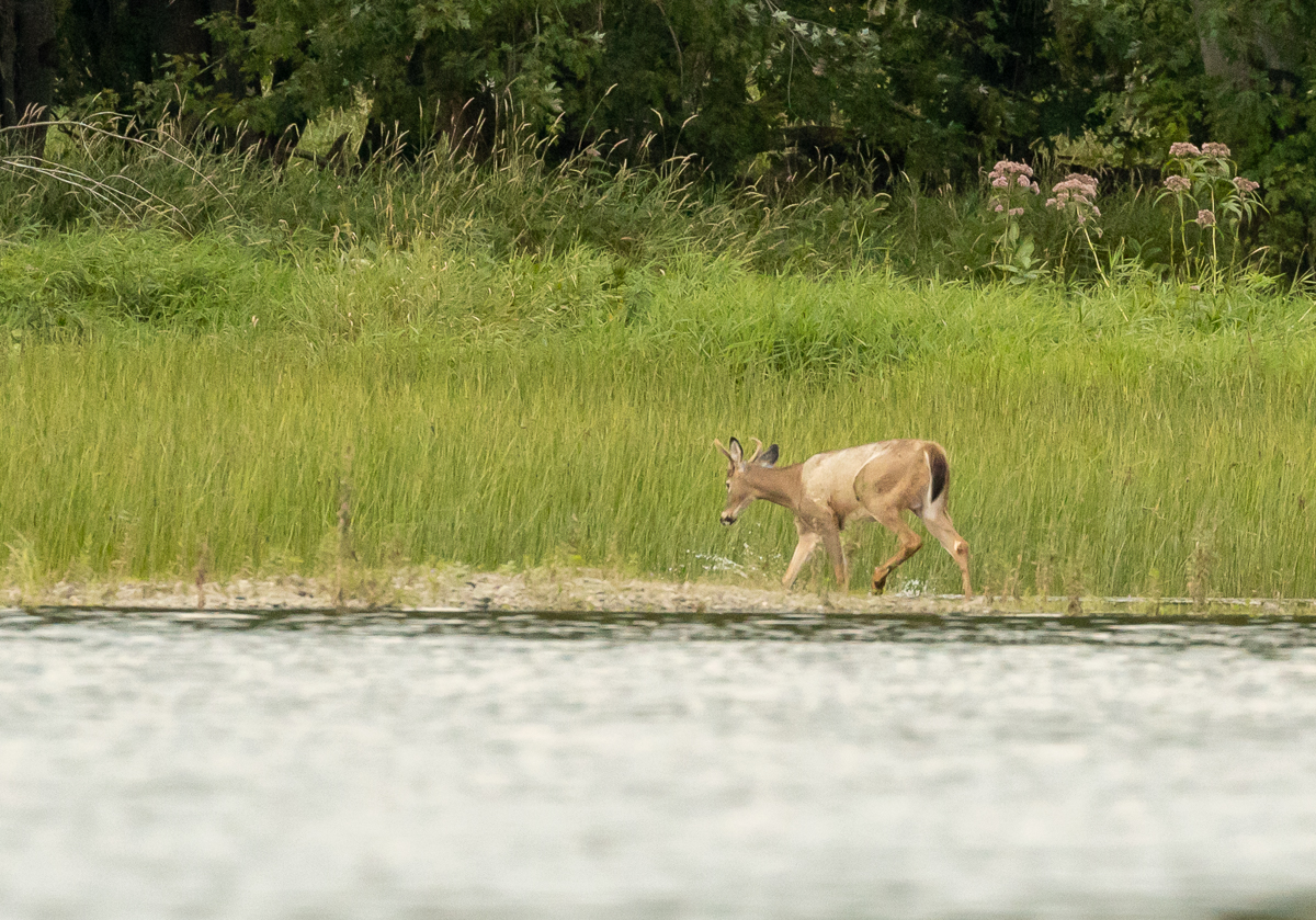 A young buck crossing between Nevers and Currie Island in the St. John/Wolostoq River