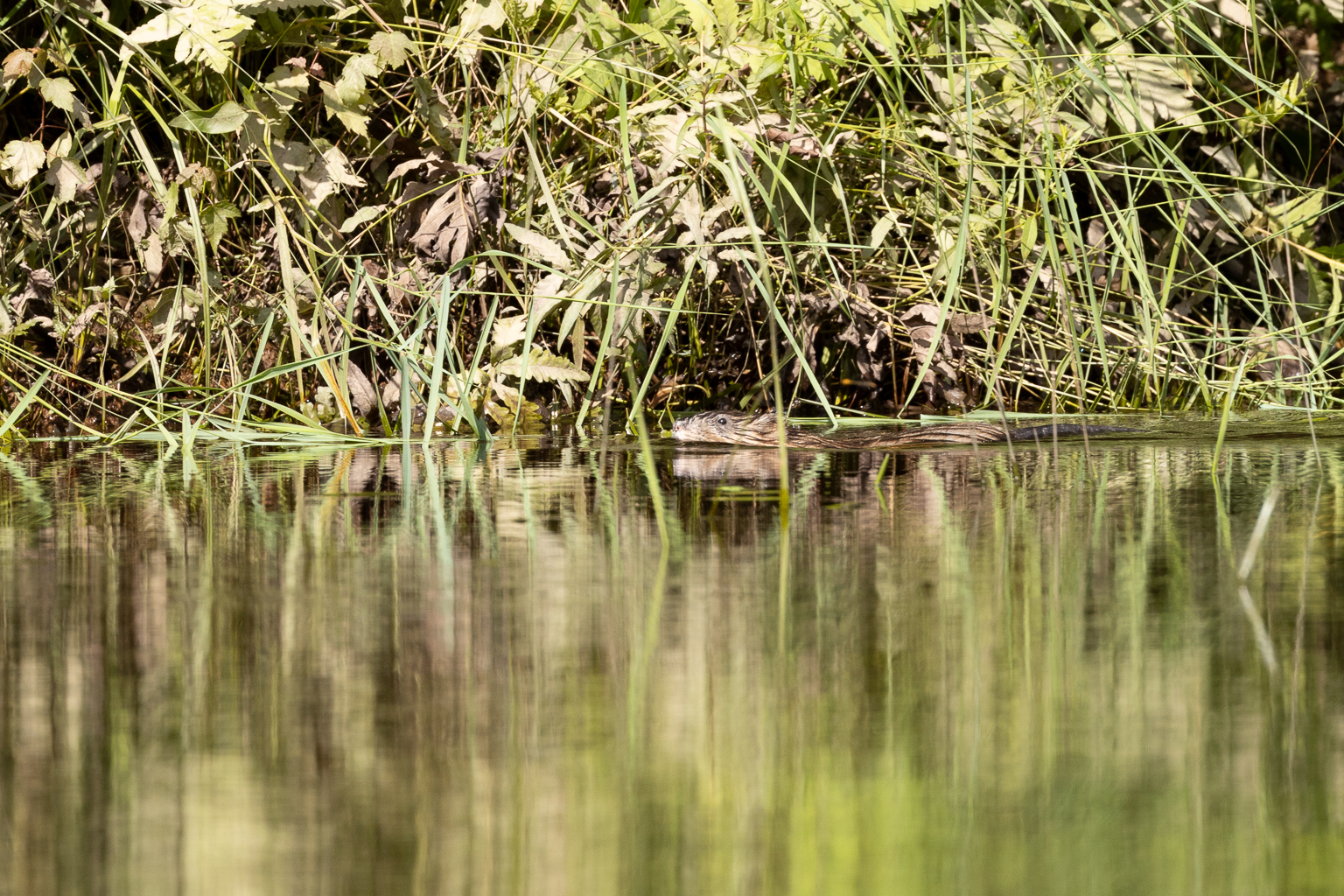 A muskrat in Rusagonis Stream
